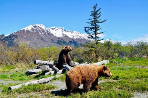 Alaska Travel Guide   Things to do in Alaska - 8
