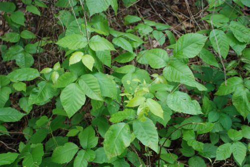 Poison Ivy Home Remedies 